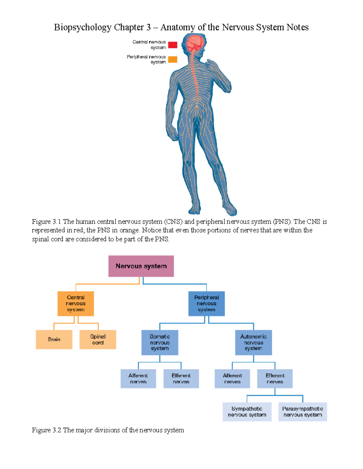 Biopsychology Chapter 3 Notes - Biopsychology Chapter 3 – Anatomy Of ...