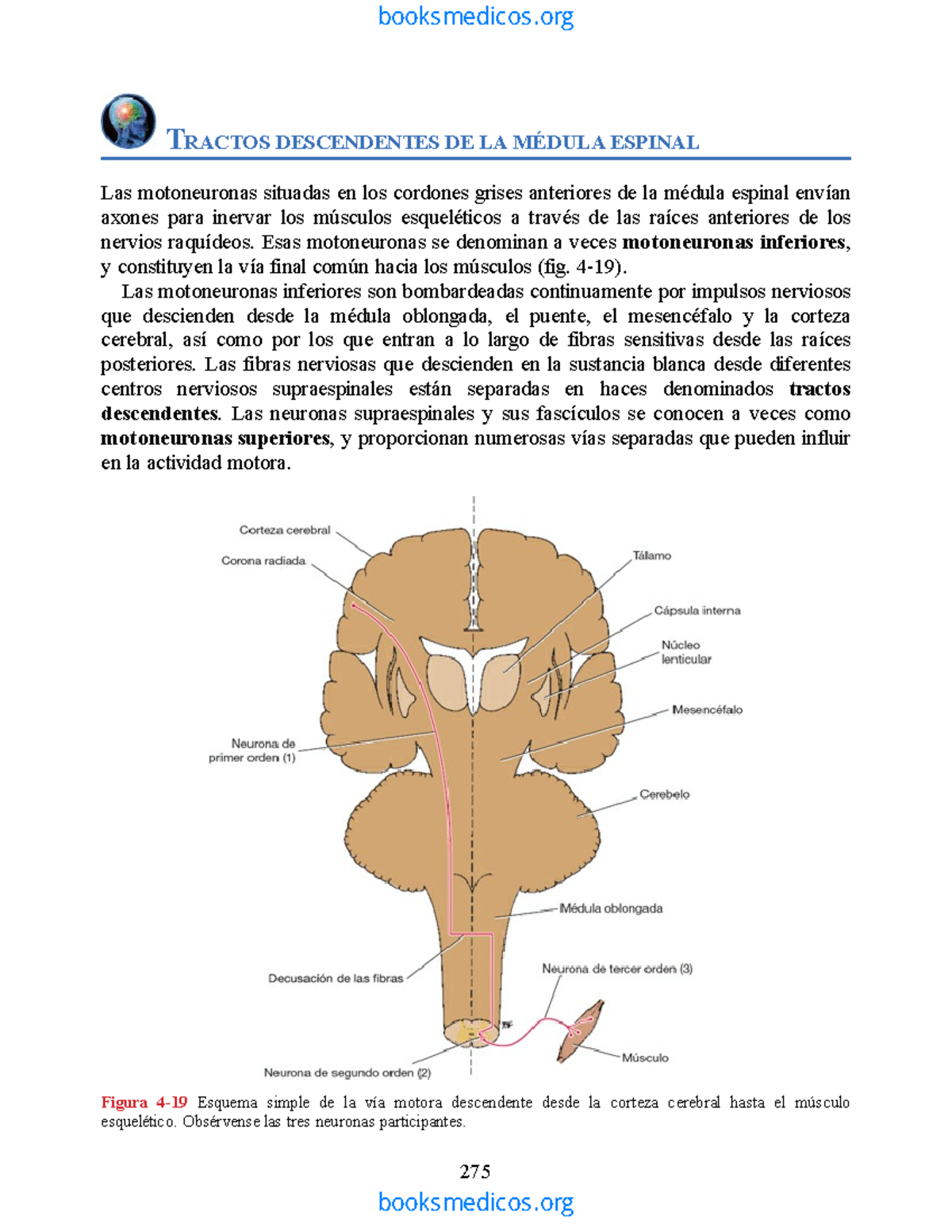 Vía piramidal o tracto corticoespinal - TRACTOS DESCENDENTES DE LA ...