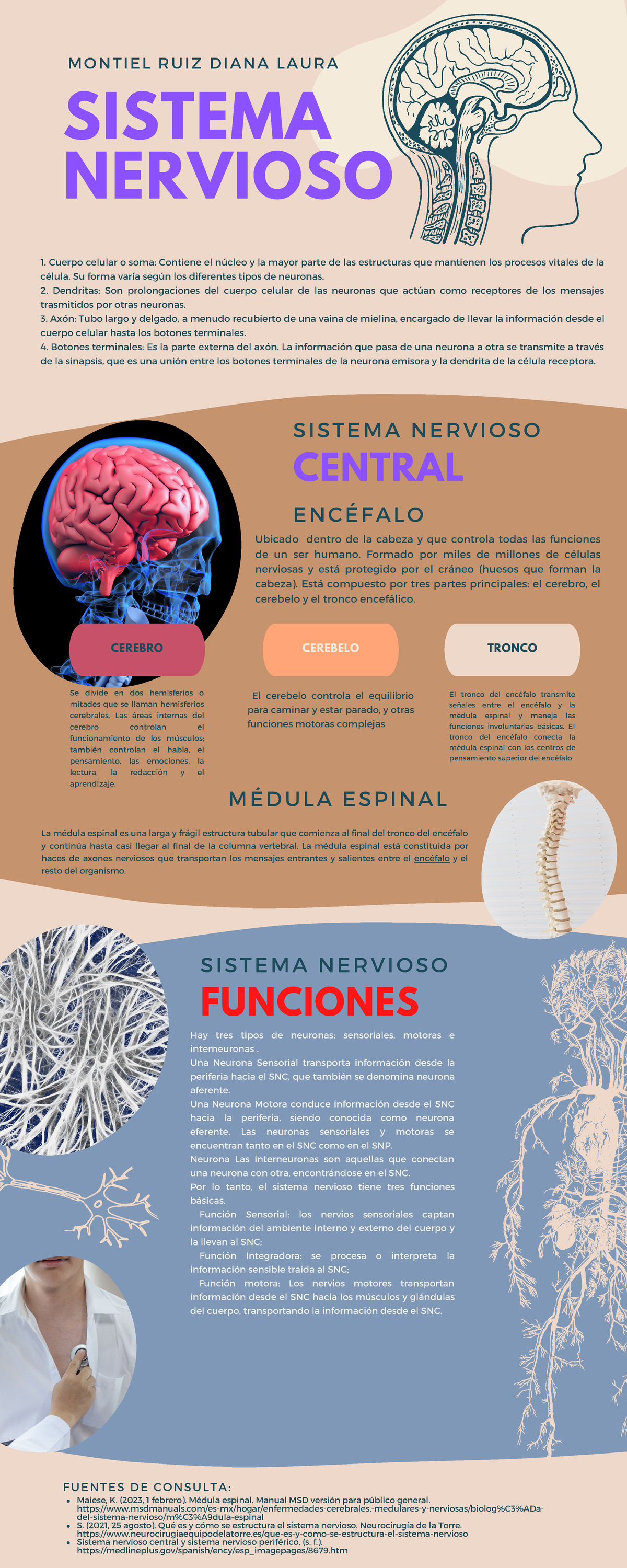 Qué es y cómo se estructura el sistema nervioso - Neurocirugía de la Torre