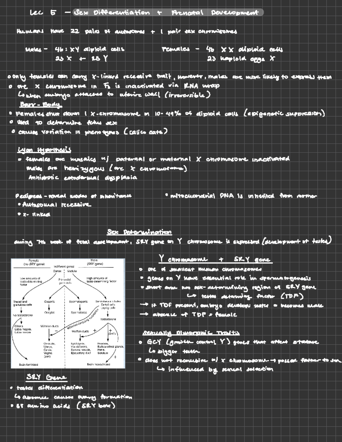 Exam Prep Lecture Notes 1 5 Lec 5 Sex Differentiation Prenatal