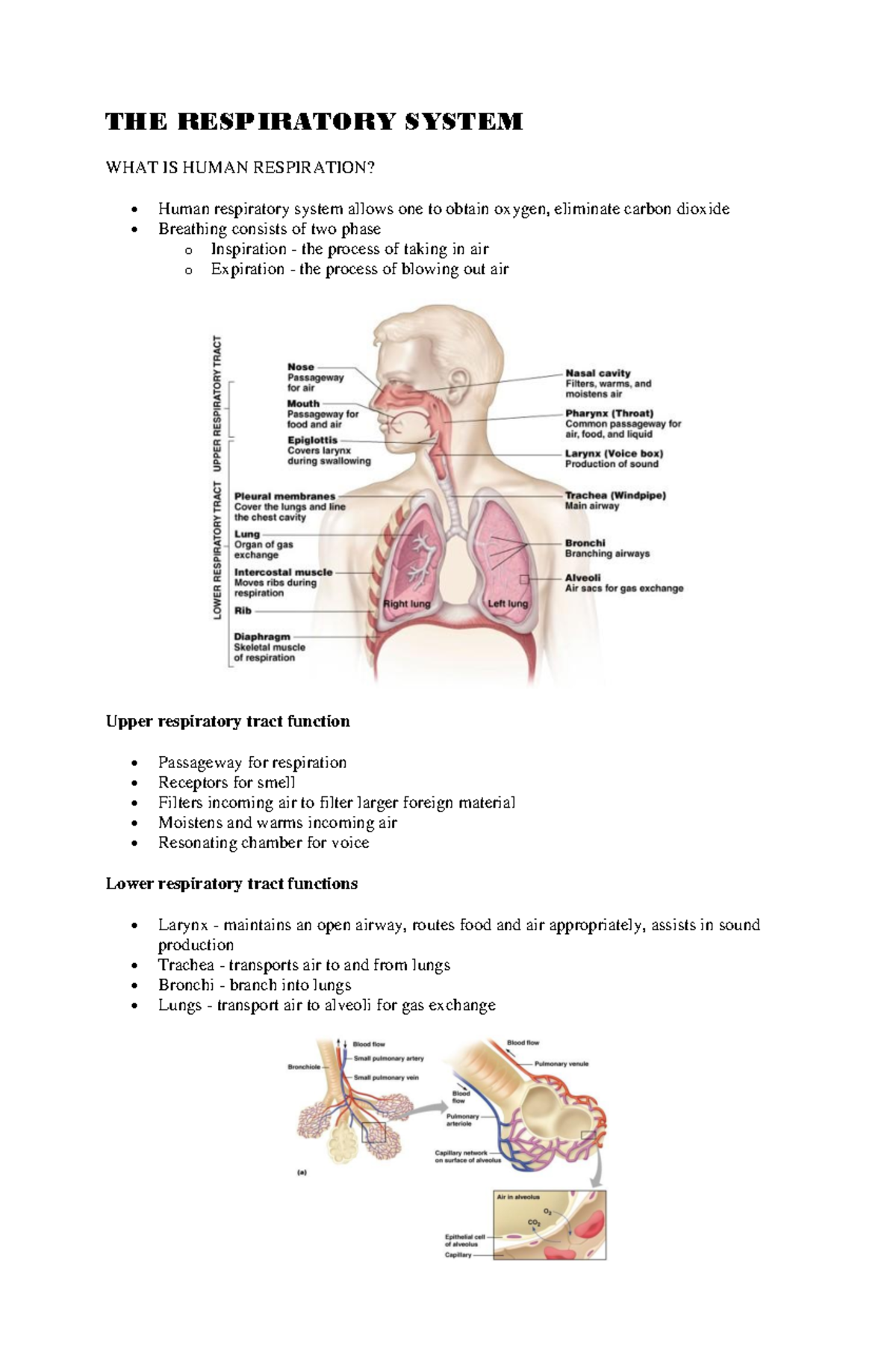 The Respiratory System - THE RESPIRATORY SYSTEM WHAT IS HUMAN ...