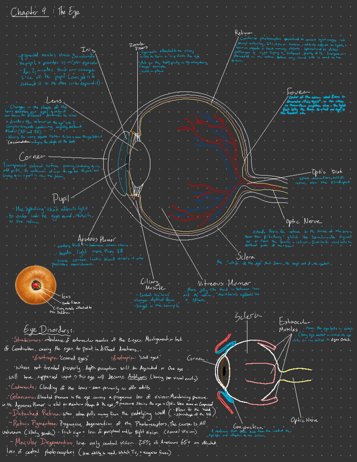 lecture-notes-the-eye-chapter-9-the-eye-retina-contains