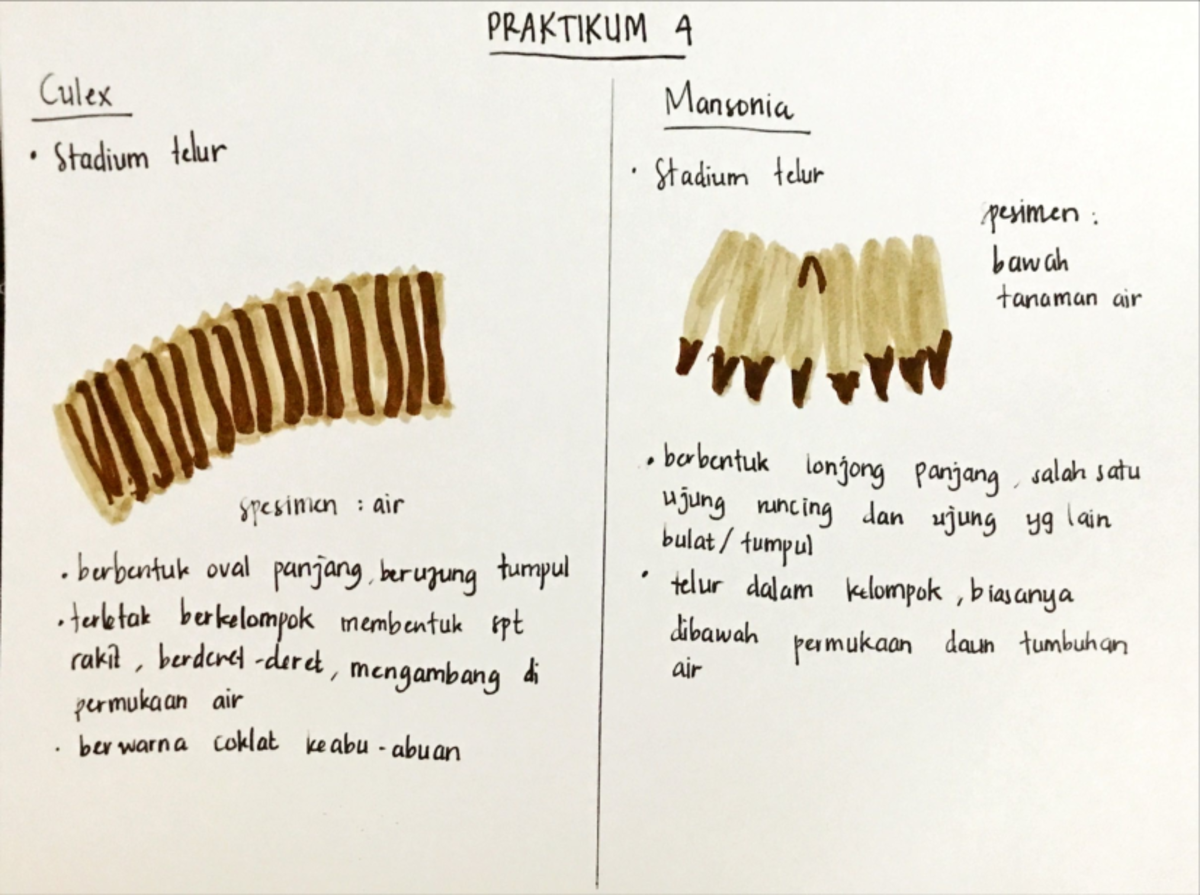 Laporan Praktikum Parasitologi Kedokteran Studocu