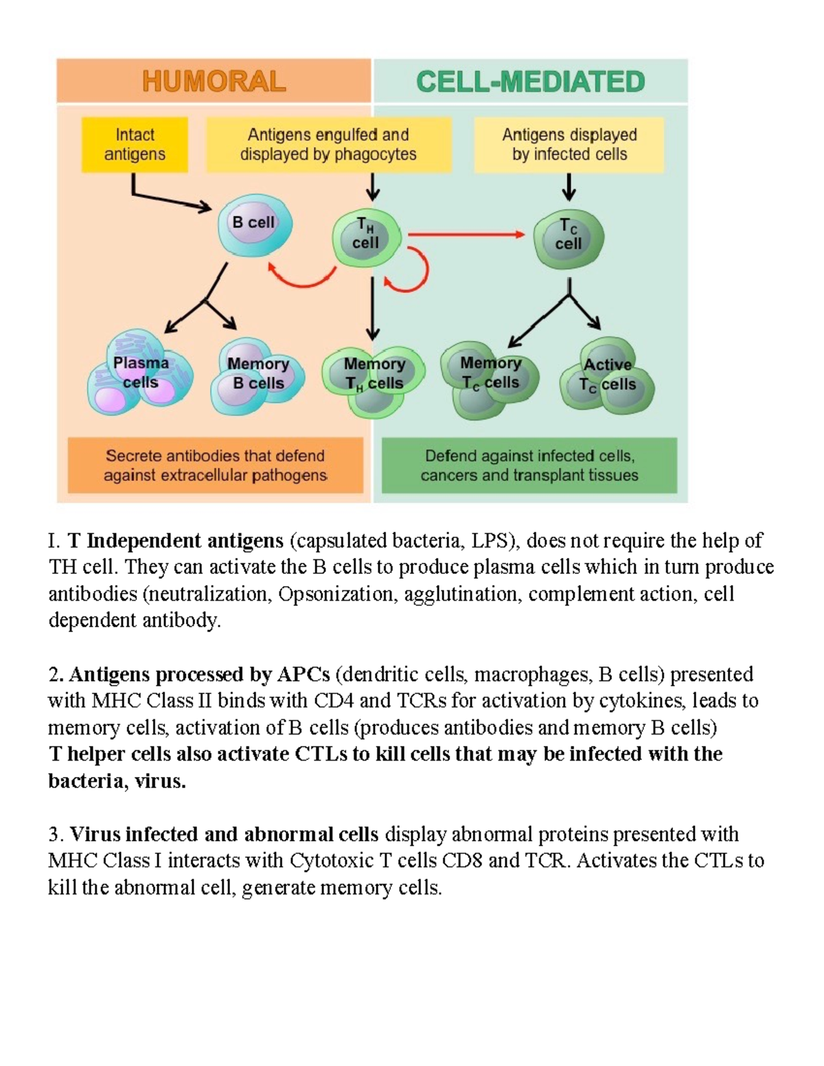 Overview of immune response - I. T Independent antigens (capsulated ...