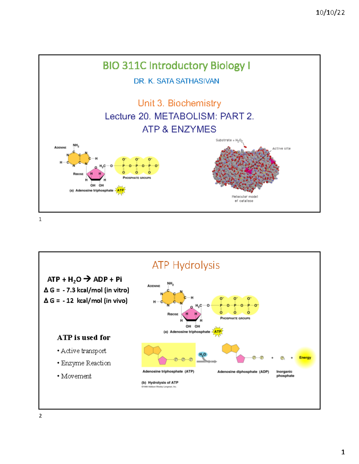 20. Metabolism Part 2. ATP and Enzymes-V2 - BIO 311C Introductory ...