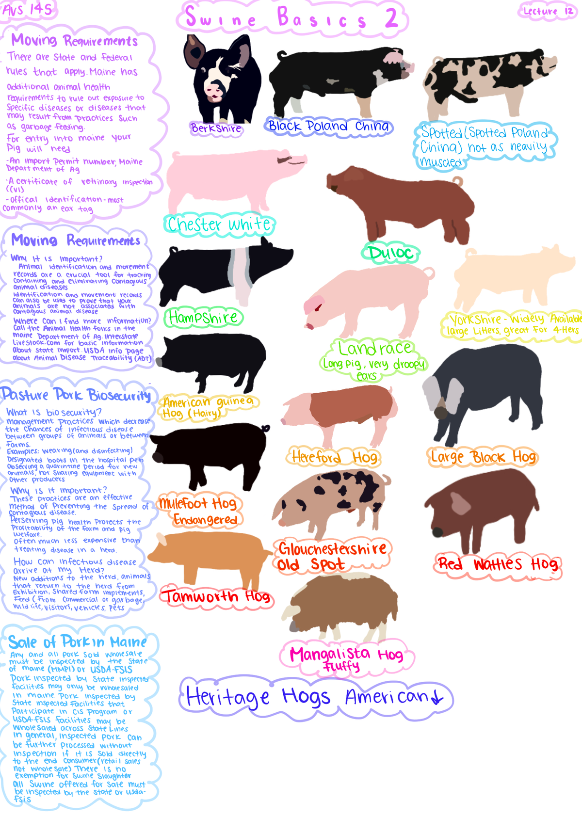 Swine Basics 2 - Dr.Colt Knights Intro to Animal Science AVS 145 - AVS ...