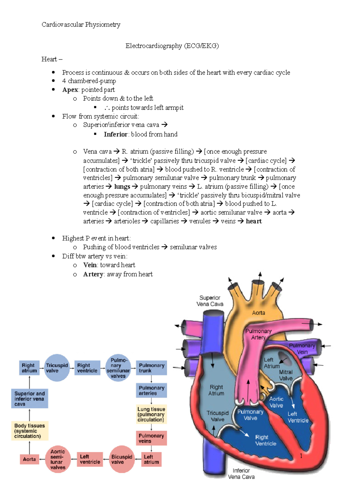 (4)Cardiovascular Physiometry - Electrocardiography (ECG/EKG) Heart ...