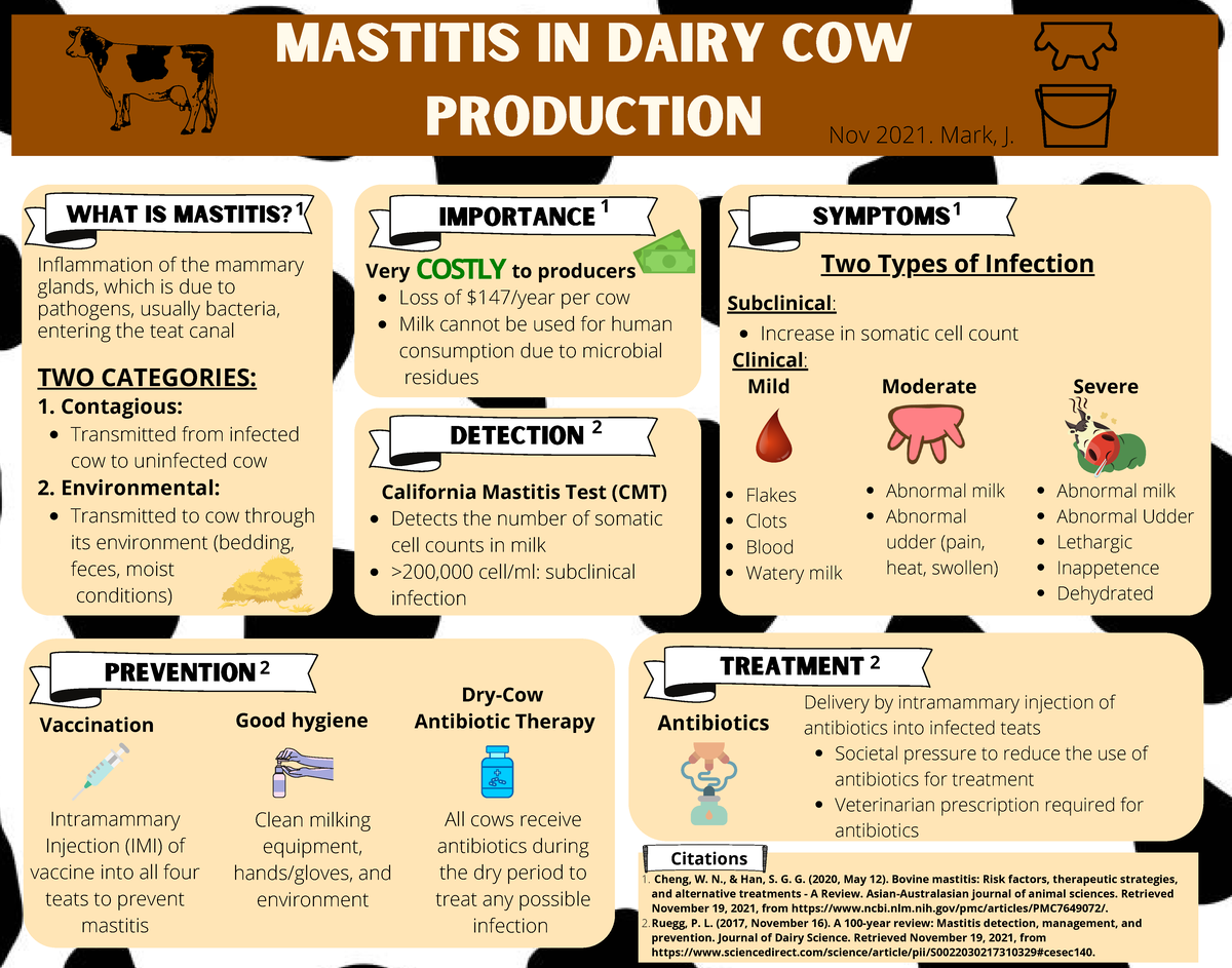 Infographic mastitis - Mastitis in Dairy Cow Production Prevention ...