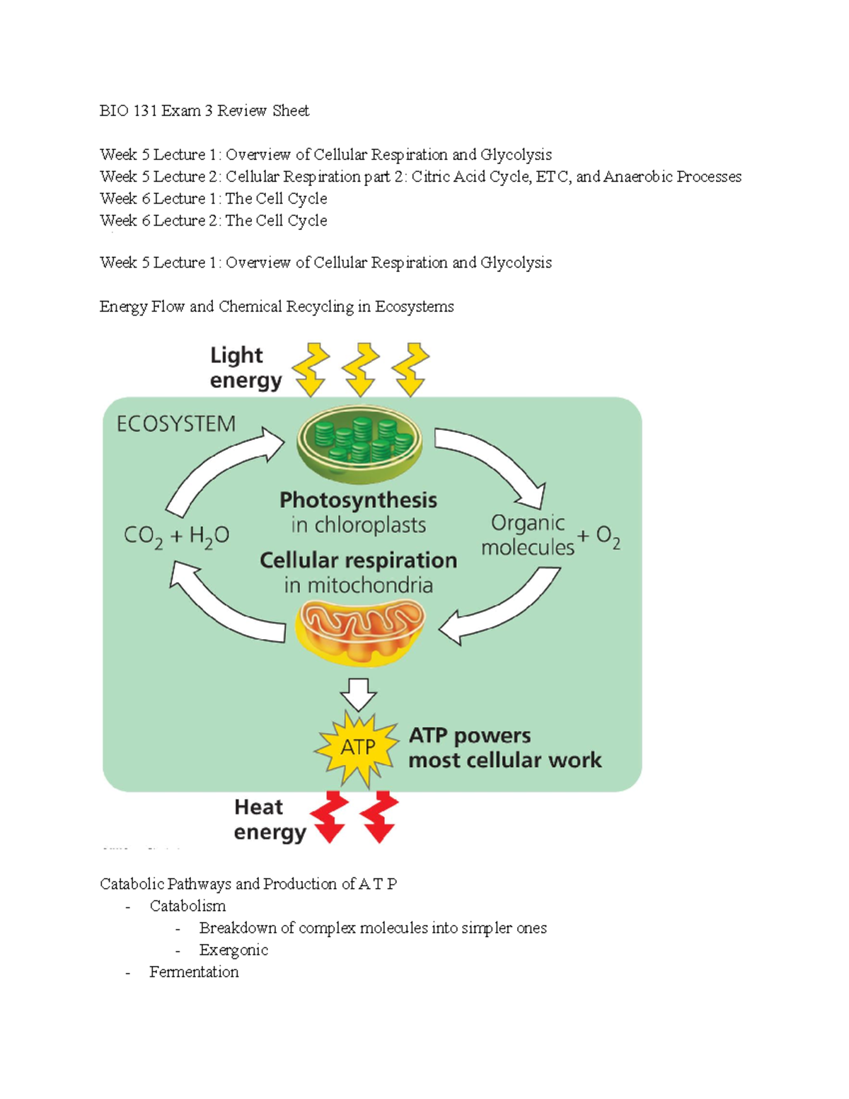 Exam3Review BIO 131 - review for exam 3 - BIO 131 Exam 3 Review Sheet ...