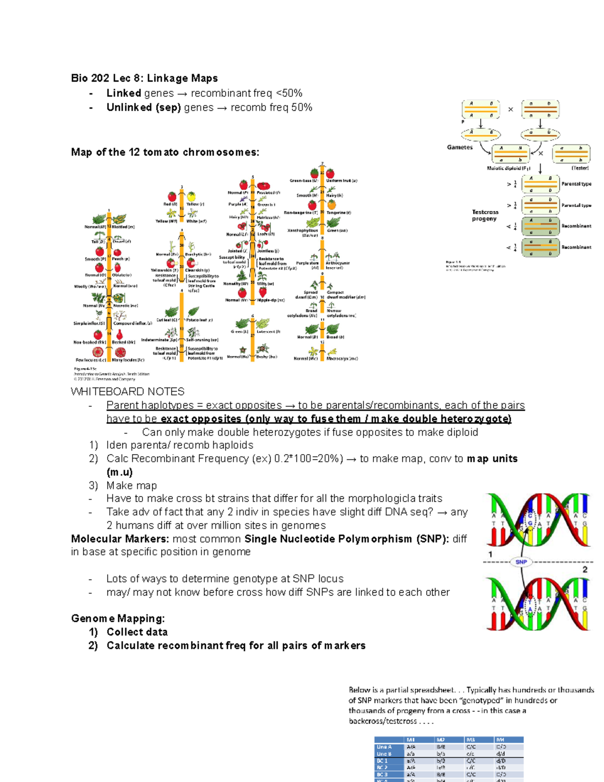 Bio 202 Lec 8 Linkage Maps Bio 202 Lec 8 Linkage Maps Linked Genes   Thumb 1200 1553 