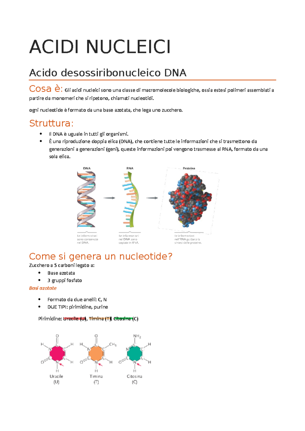 Lez Acidi Nucleici Acidi Nucleici Acido Desossiribonucleico Dna Cosa Gli Acidi