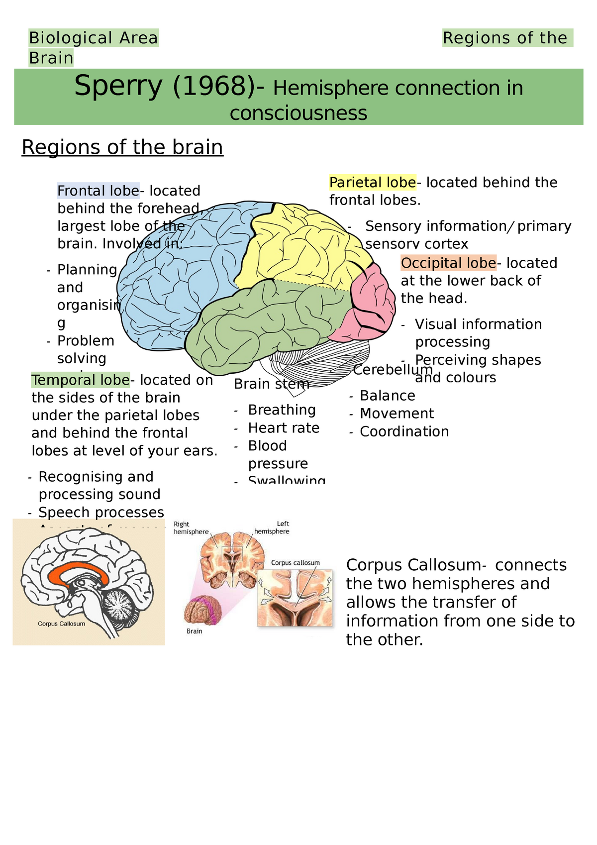 A Level Psychology Biological Area Notes Sperry Biological Area