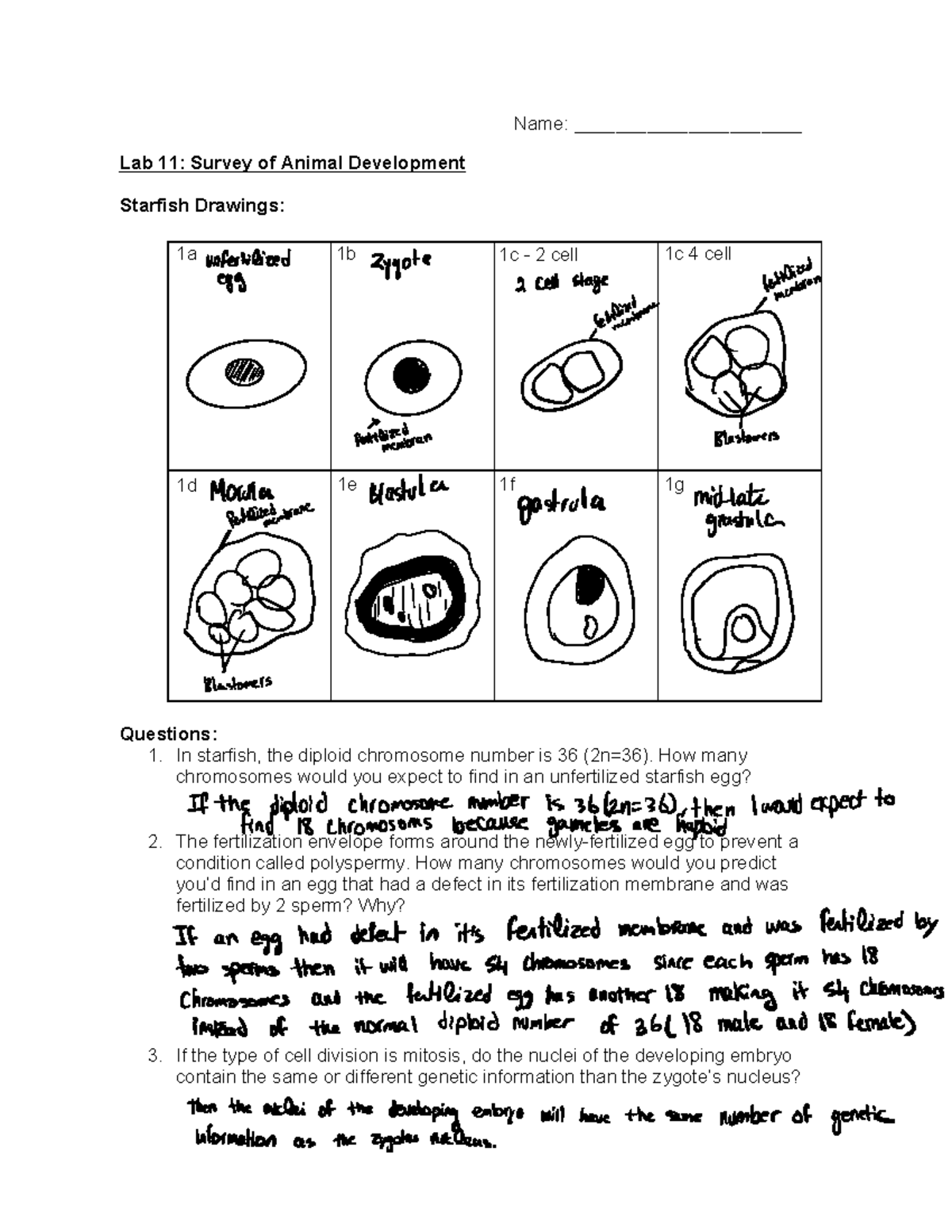 Lab11 Survey Of Animal Development - Name: ______________________ Lab 1 ...