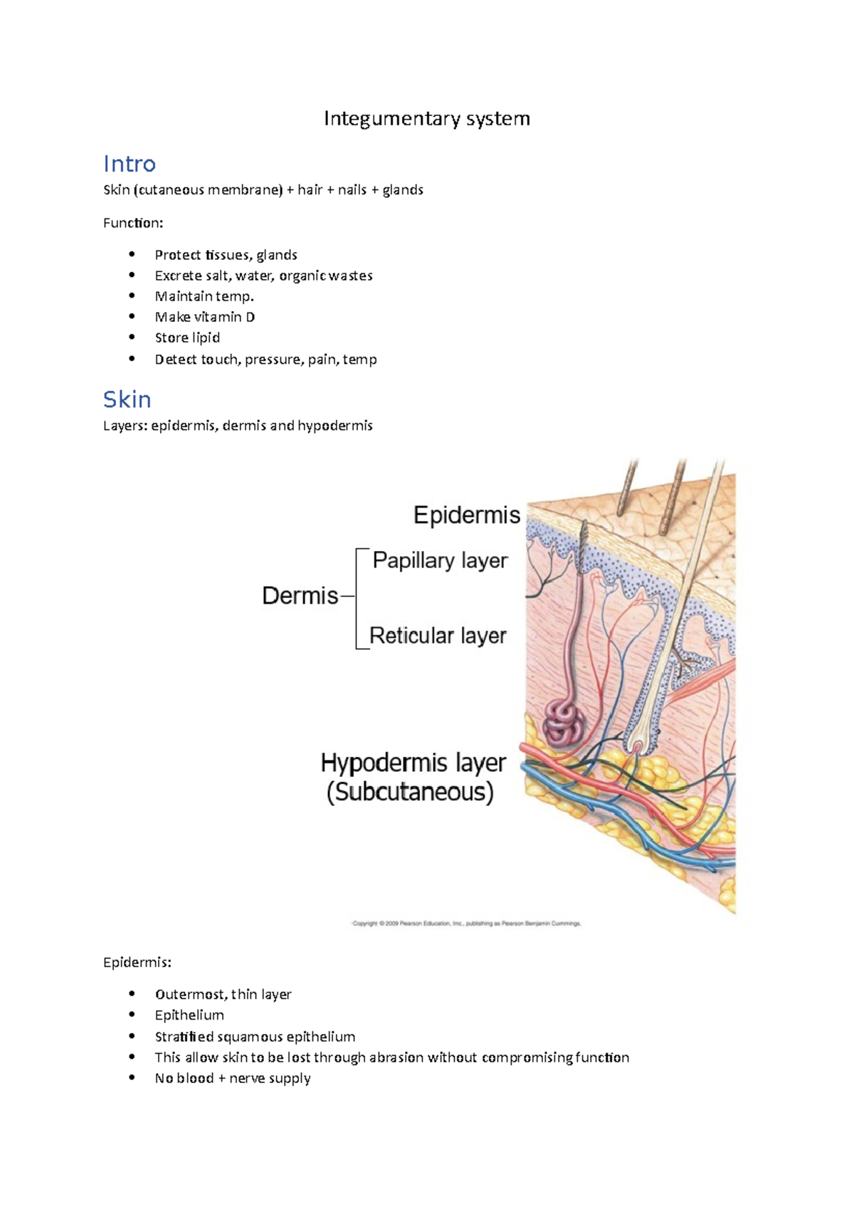 Integumentary system - Integumentary system Intro Skin (cutaneous ...