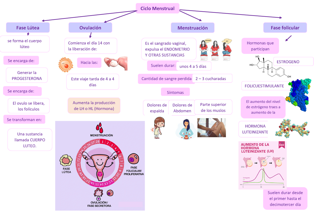 Ciclo Menstrual Ciclo Menstrual Fase Lútea Ovulación Menstruación Fase Folicular Se Forma El 0289