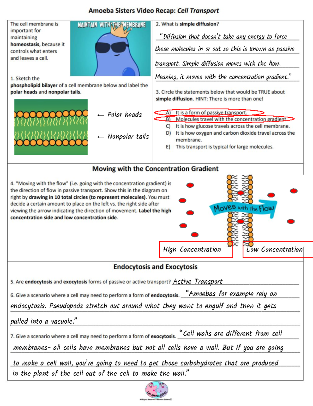 Amoeba Sisters Cell Transport High Concentration Membranes All Cells 