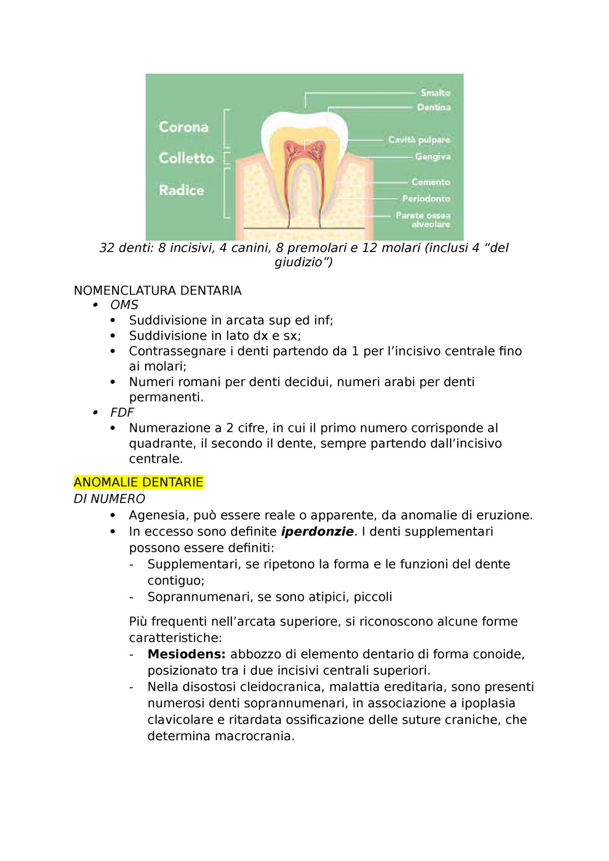 Testo-libro di anatomia e fisiologia per gli infermieri. I DENTI. 33 così,  ad un anno di età il bambino medio avrà sei denti; a due anni, sedici; e il  numero intero