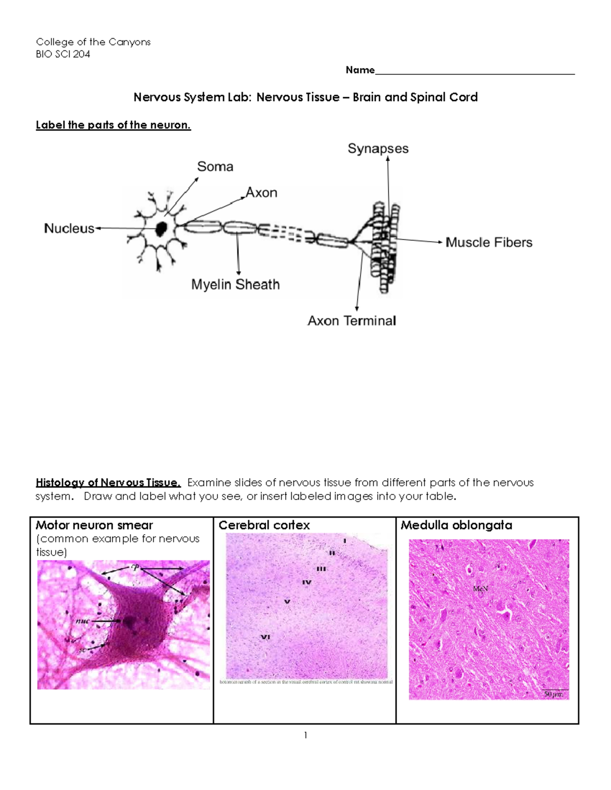 Nervous System Histology Lab Worksheet College Of The Canyons BIO SCI 