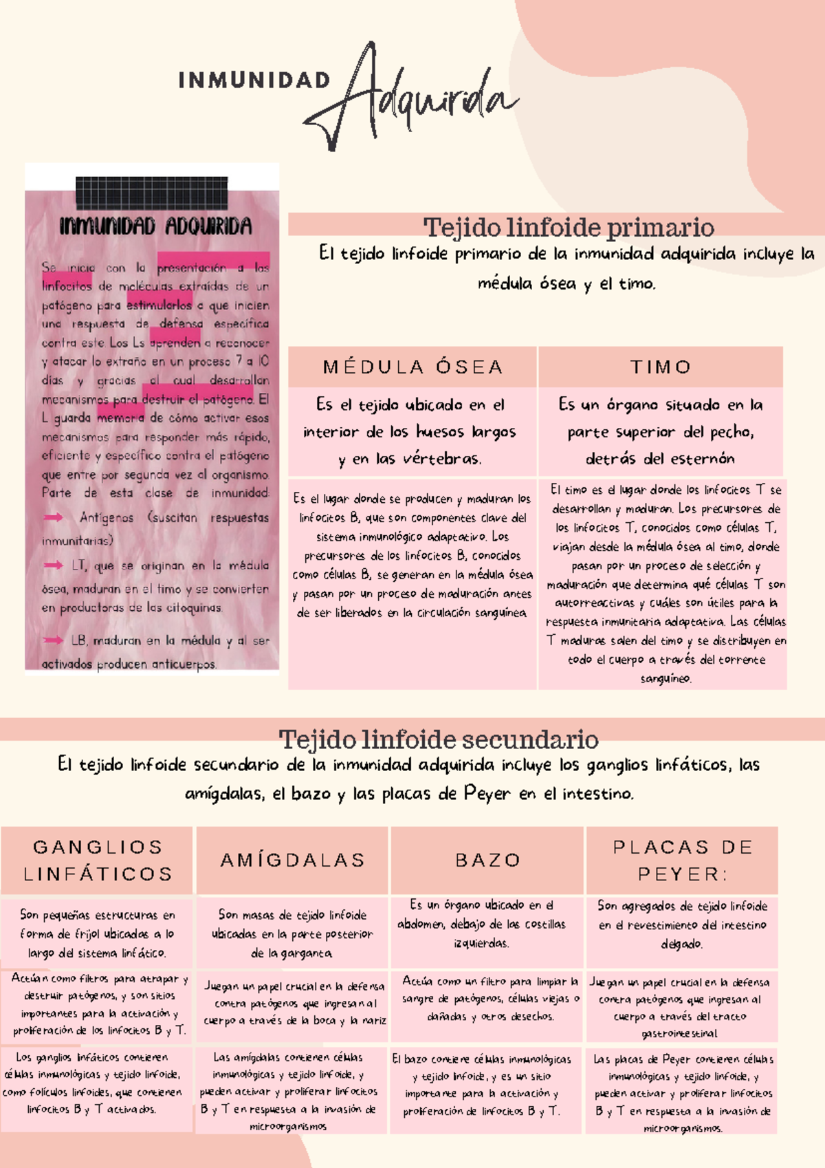 YBT Inmunidad adquirida M É D U L A Ó S E A T I M O I N M U N I D A D