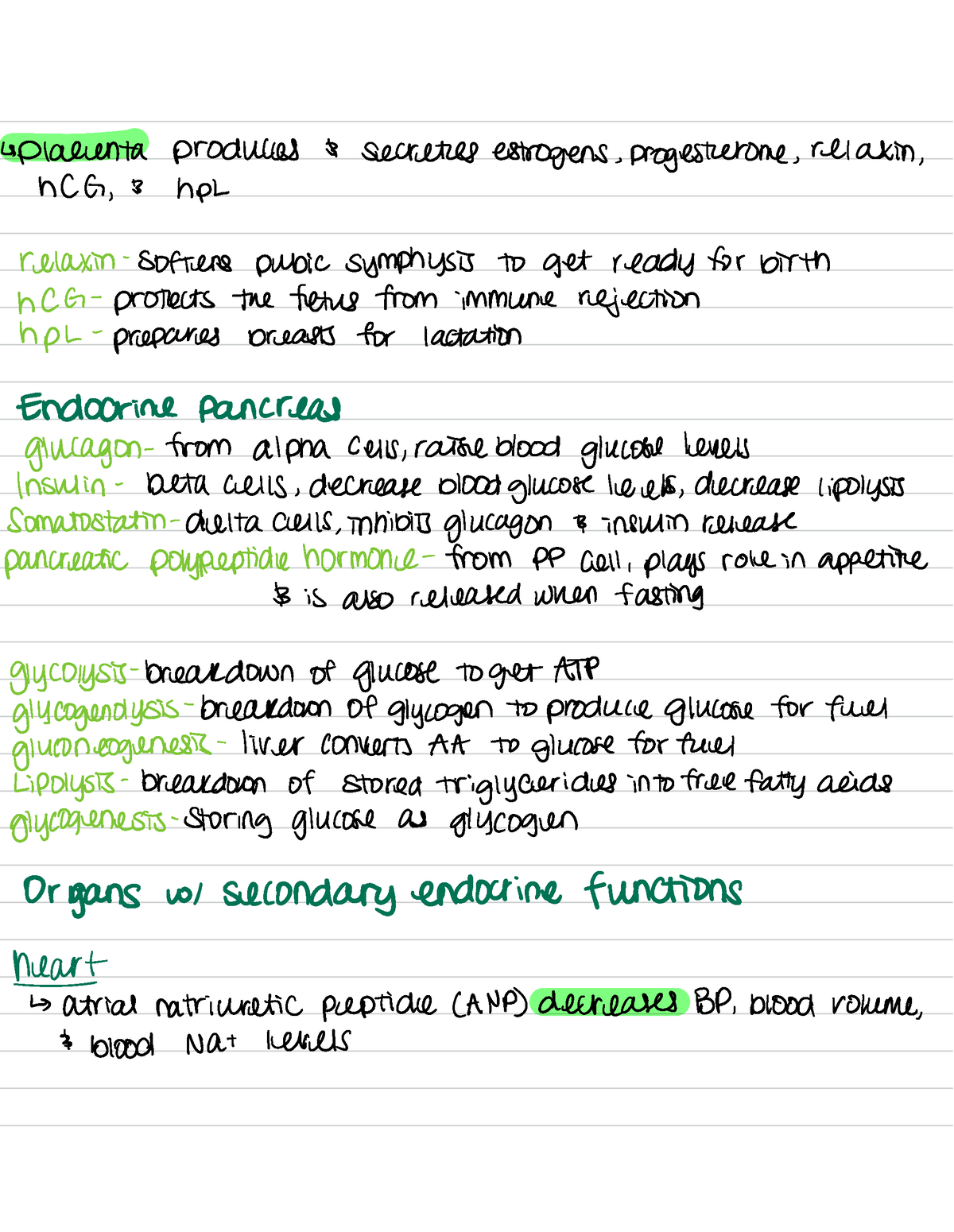 Anatomy 39 - endocrine system - placenta produces $ secretes estrogens ...