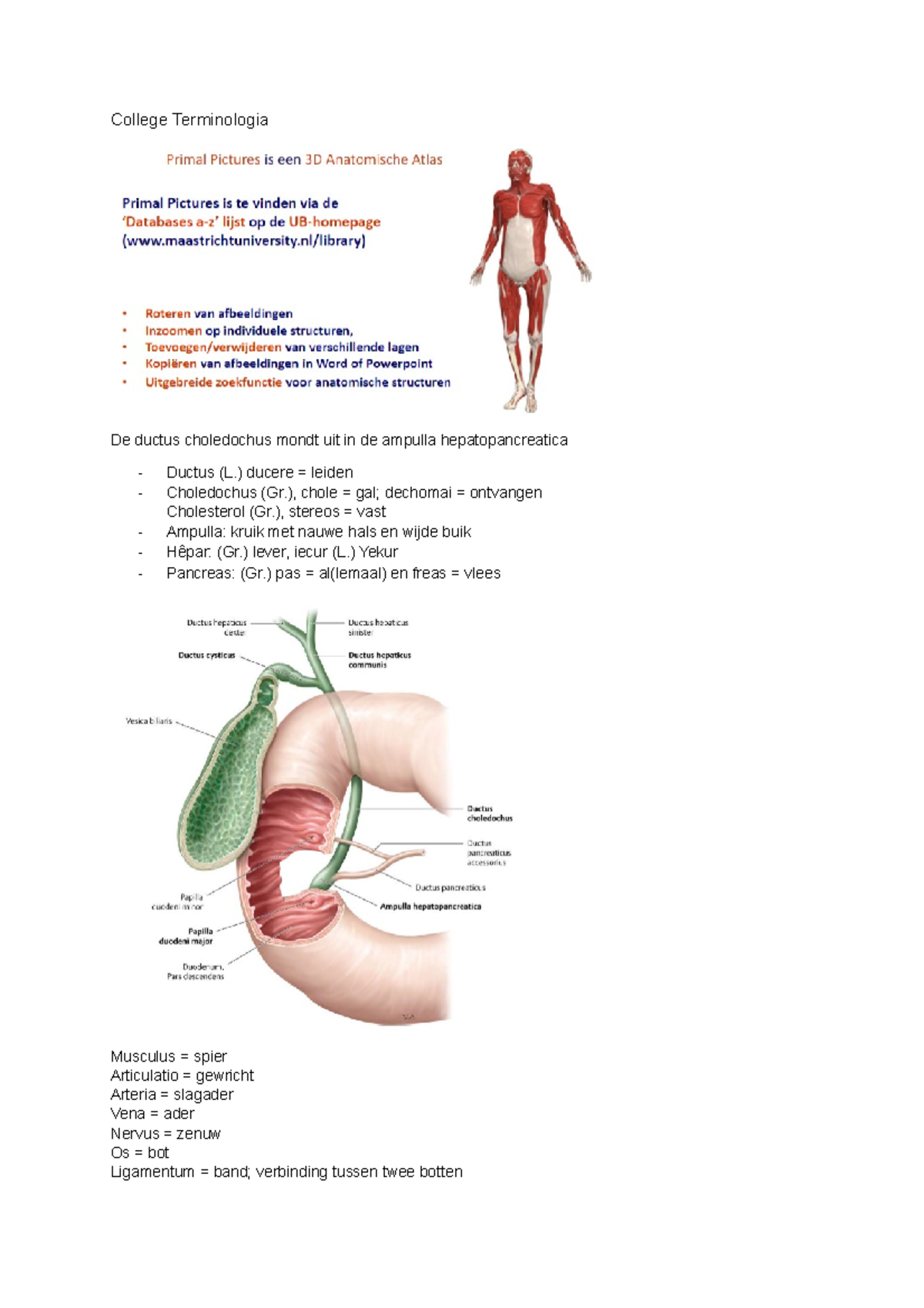 HC terminologie anatomie - College Terminologia De ductus choledochus ...