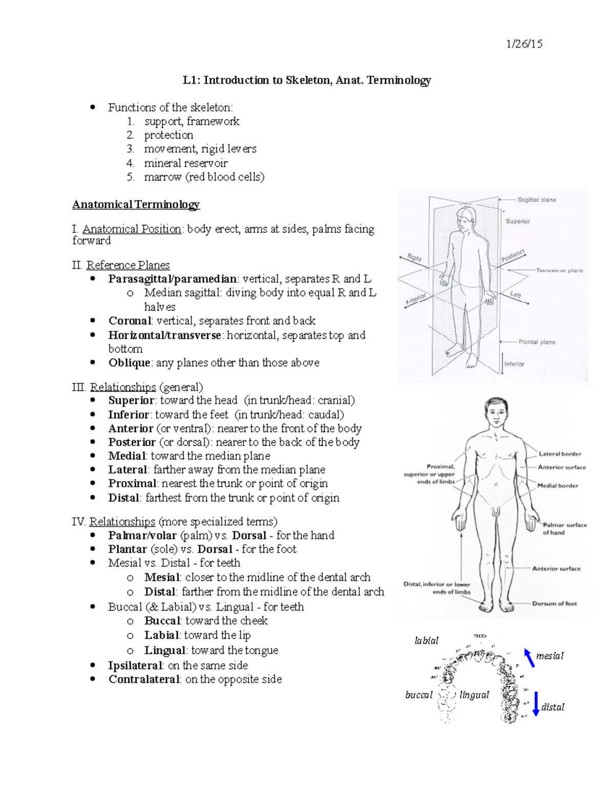 L1 Introduction - Lecture notes 1 - L1: Introduction to Skeleton, Anat ...