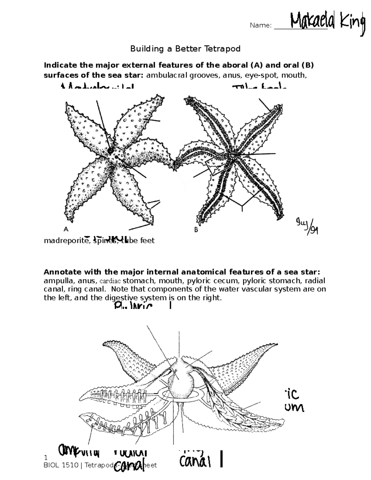 Building a Better Tetrapod Worksheet - Name: ________________ Building ...