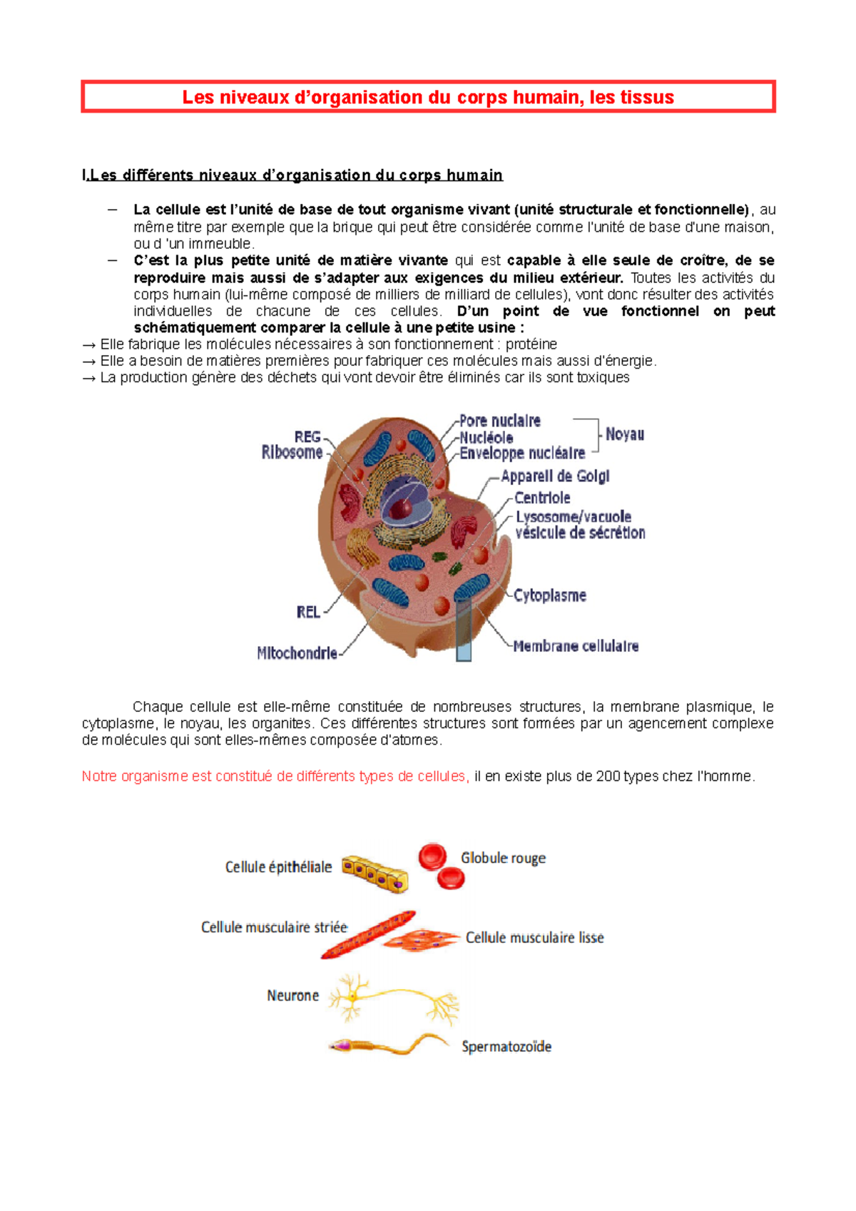 Schema Des Niveaux D Organisation Du Corps Humain Niveau d'organisation du Corps Humain - Les niveaux d'organisation du corps  humain, les tissus I - Studocu