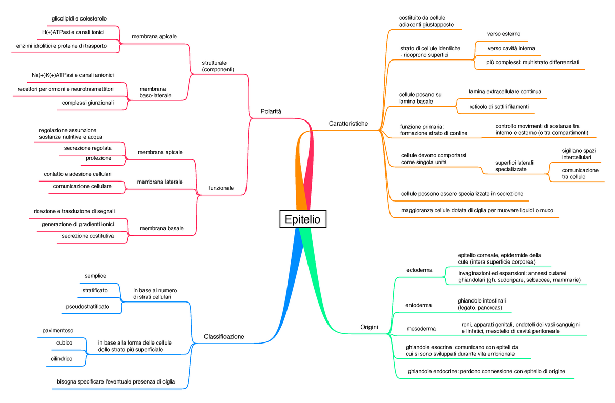 Appunti Istologia Mappa Concettuale Epitelio Studocu