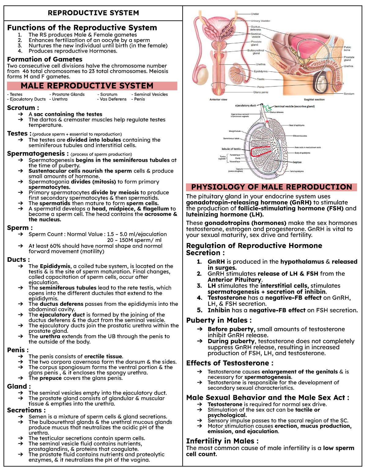 Reproductive System - REPRODUCTIVE SYSTEM PHYSIOLOGY OF MALE ...