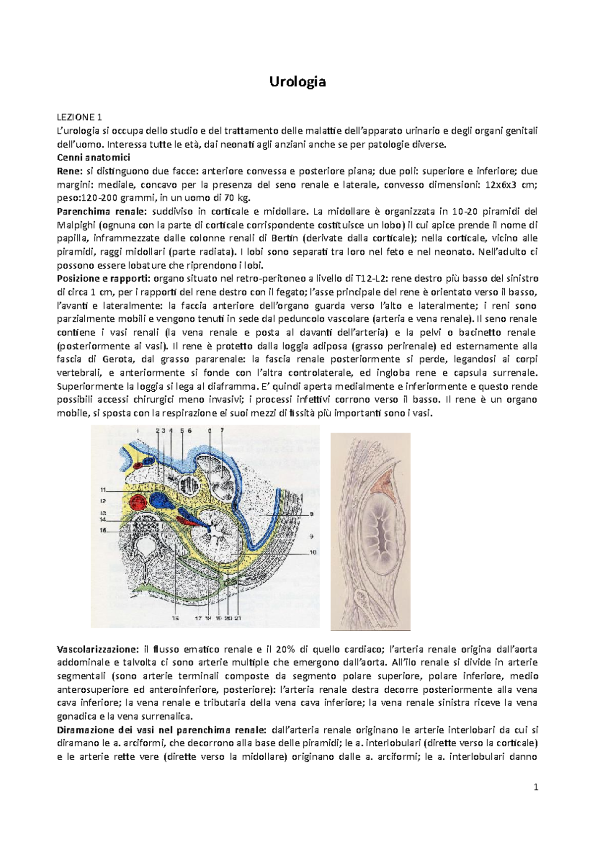 Urologia Riassunto Clinica chirurgica Urologia LEZIONE 1 L urologia si occupa dello studio e del Studocu