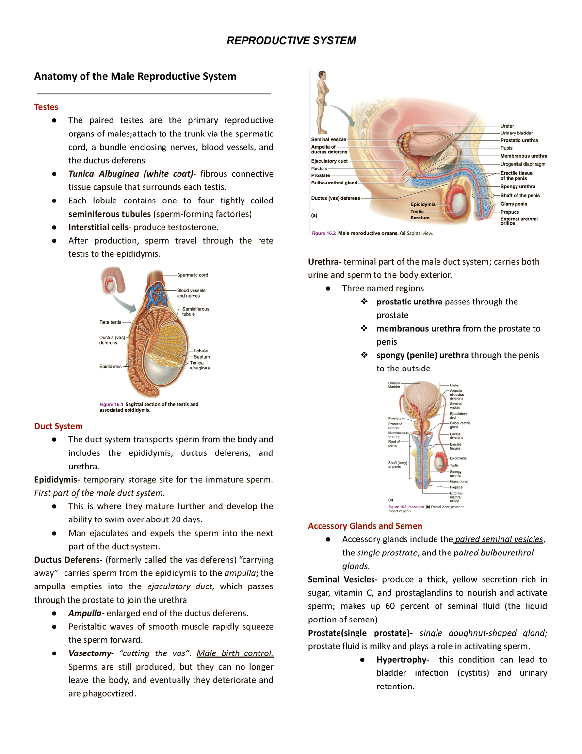 Reproductive System - Anatomy of the Male Reproductive System Testes ...