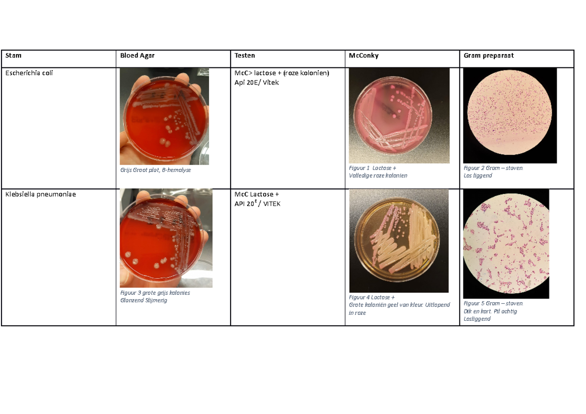 Bacteriestammen - Alle Te Leren Bacterie Stammen Voor De Praktijktoets ...