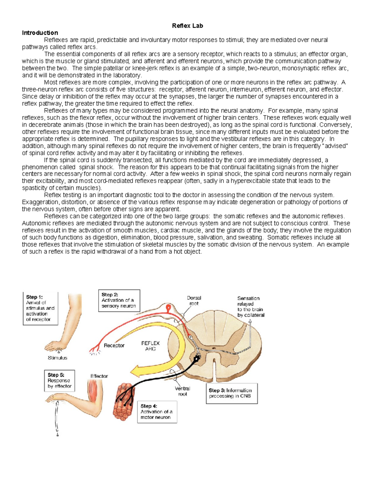 Reflex+Lab - A reflex lab - Reflex Lab Introduction Reflexes are rapid ...