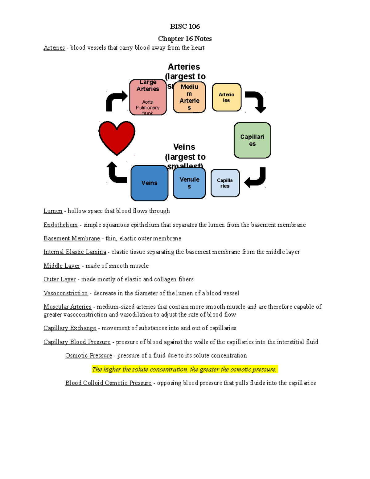 Ch 16 Notes Aldred Williams Chapter 16 Notes Arteries blood vessels that carry blood away
