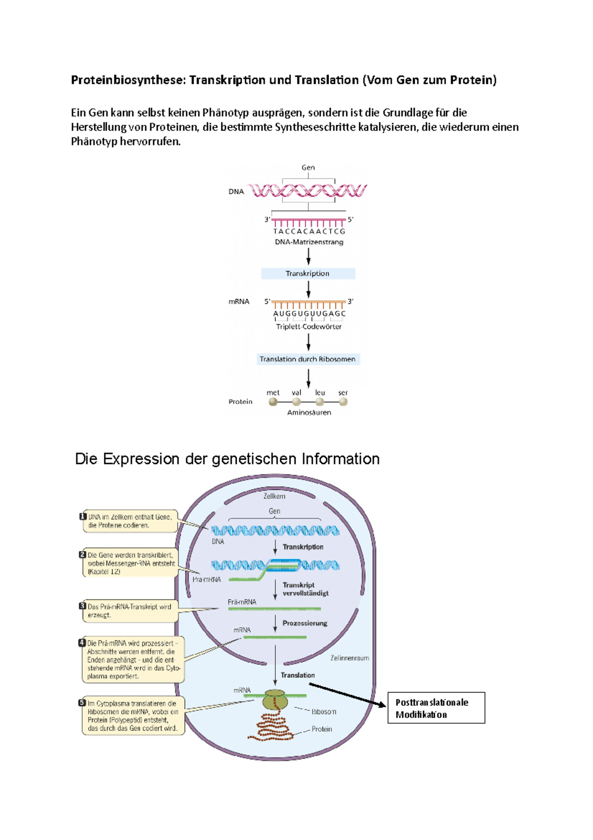 Proteinbiosynthese - 4 Die Expression Der Genetischen Information ...