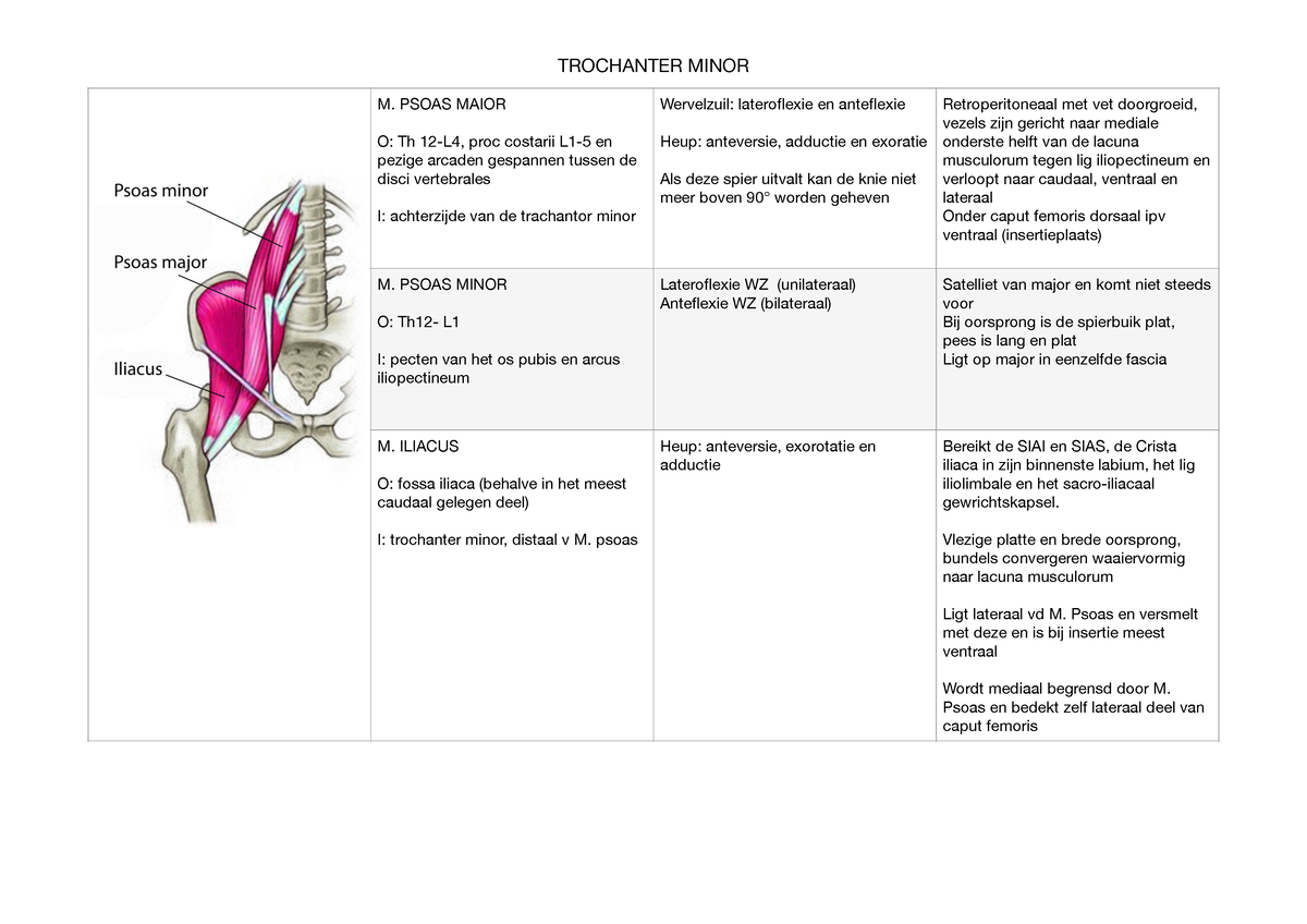 Trochanter Minor - Trochanter Minor M. Psoas Maior O: Th 12-l4, Proc 