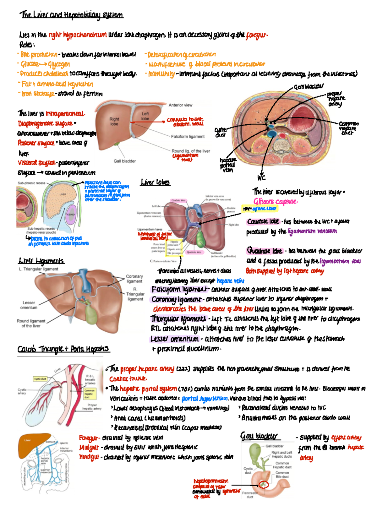 The Liver Handwritten Notes The Liver and Hepatobiilary system