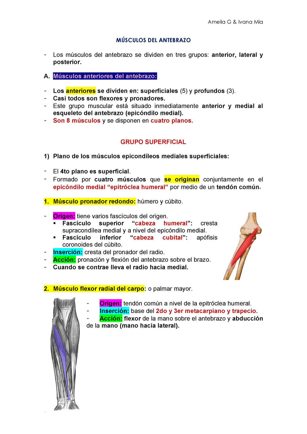 músculos flexores del antebrazo