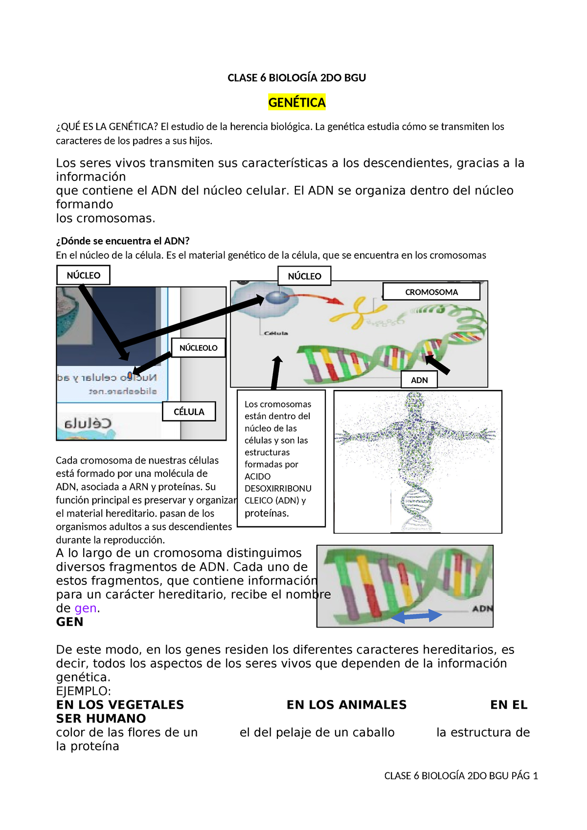 Clase 6 Biología 2DO BGU - CLASE 6 BIOLOGÍA 2DO BGU GENÉTICA ¿QUÉ ES LA ...