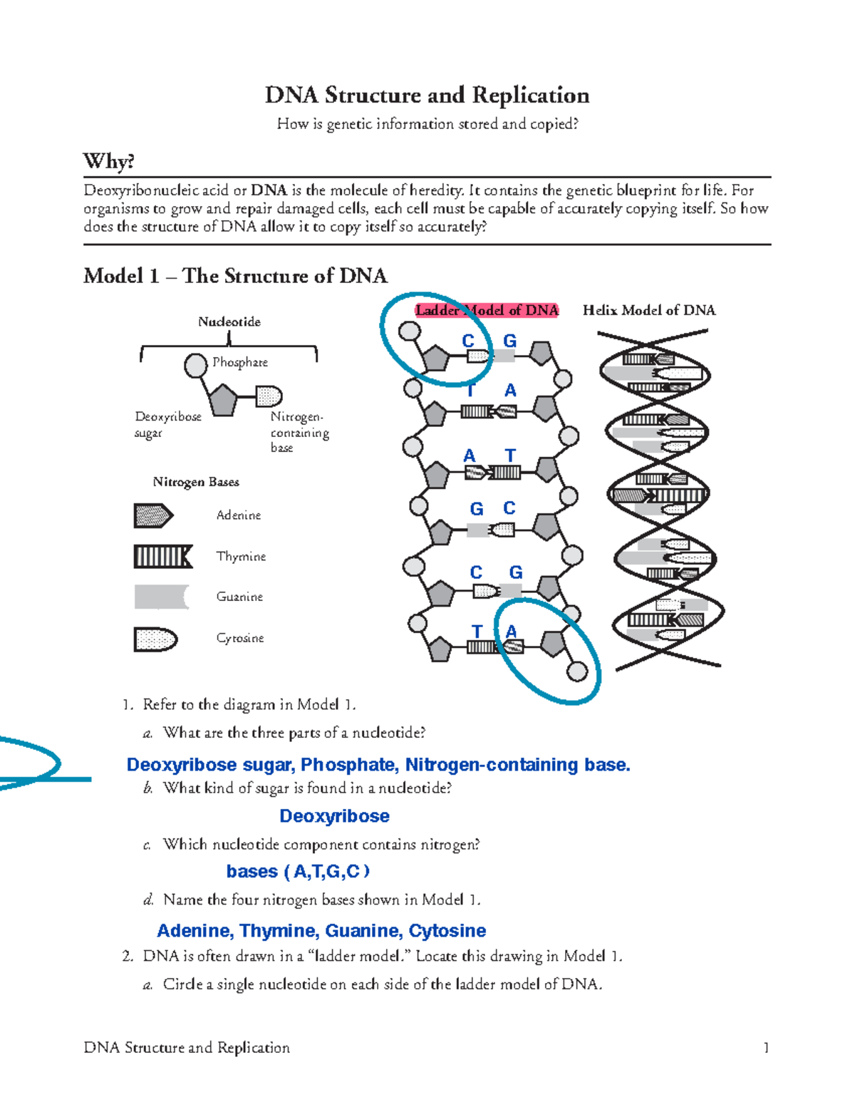 18 DNA Structure and Replication-S - It contains the genetic blueprint for  life. For organisms to - Studocu