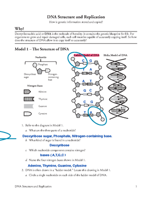 18 DNA Structure and Replication-S - It contains the genetic blueprint for  life. For organisms to - Studocu