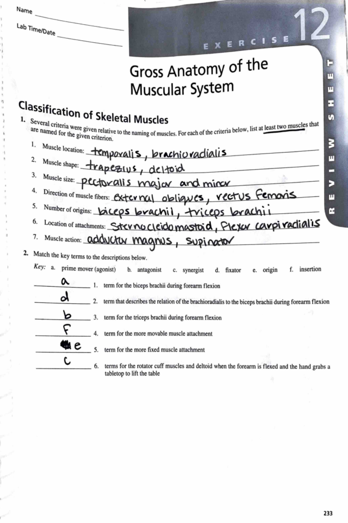 Lab ex 12 - Gross Anatomy of the Muscular System Dr. Peltzer - 'I I I ...