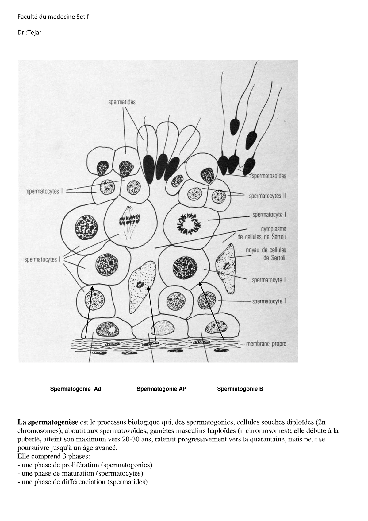 embryo-1an19-spermatogenese-facult-du-medecine-setif-dr-tejar