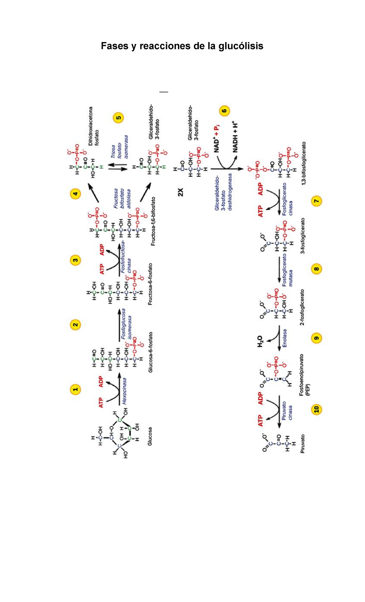 Glucolisis - Fases y reacciones de la glucólisis Fases y reacciones de ...