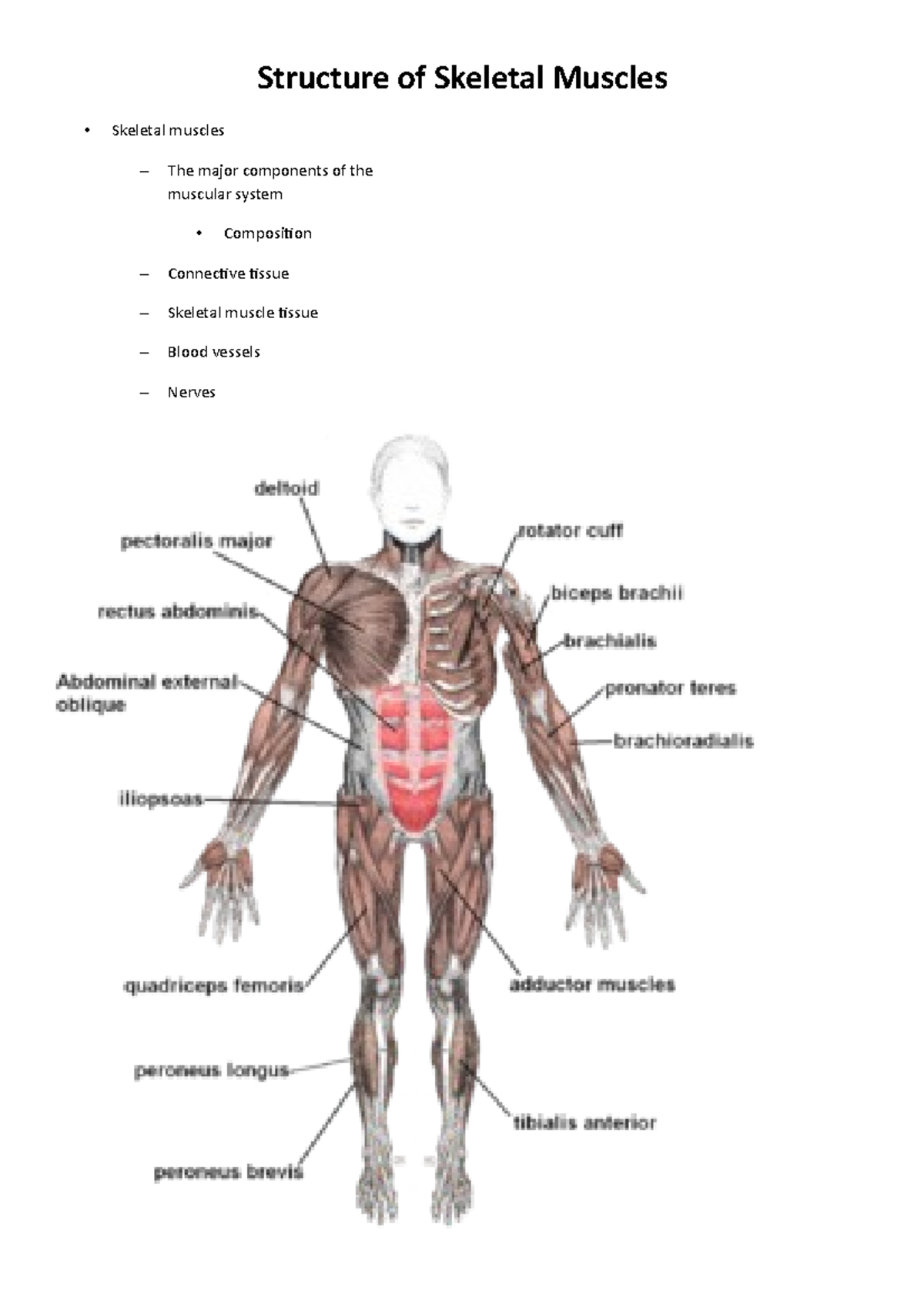 Structure of Skeletal Muscles - Structure of Skeletal Muscles Skeletal ...