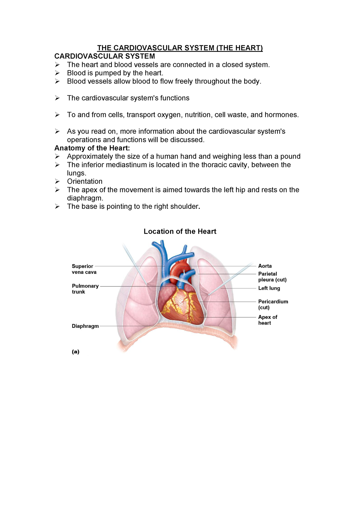 The Cardiovascular System - THE CARDIOVASCULAR SYSTEM (THE HEART ...