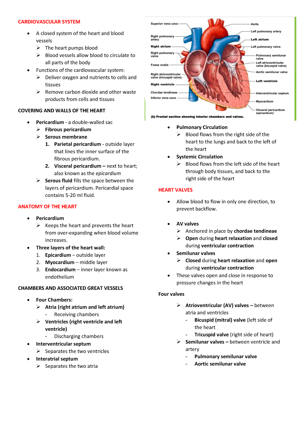 Anaphy- Reviewer- Midterm - CARDIOVASCULAR SYSTEM A Closed System Of ...