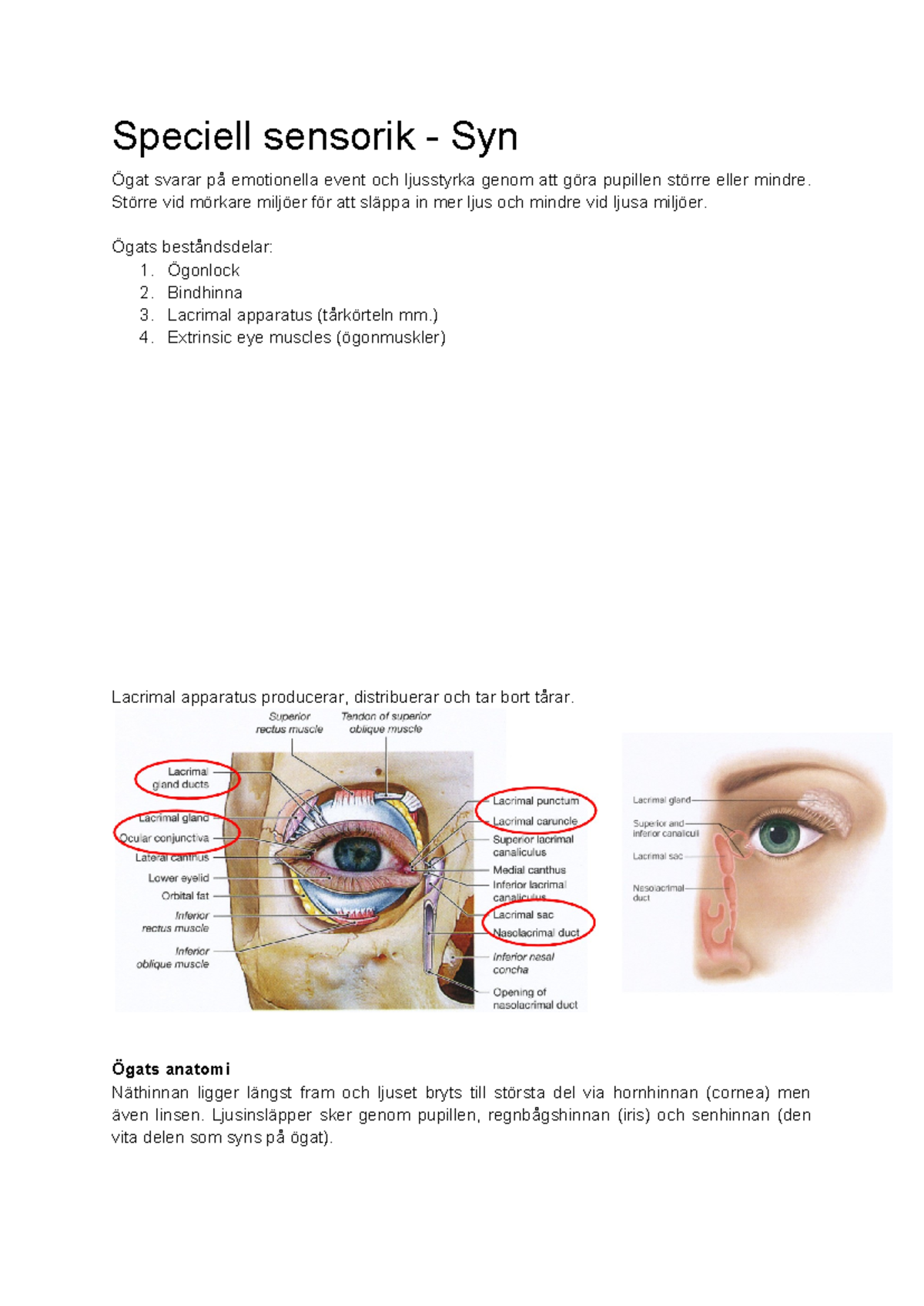 Speciell sensorik (Syn) - Speciell sensorik - Syn Ögat svarar på ...