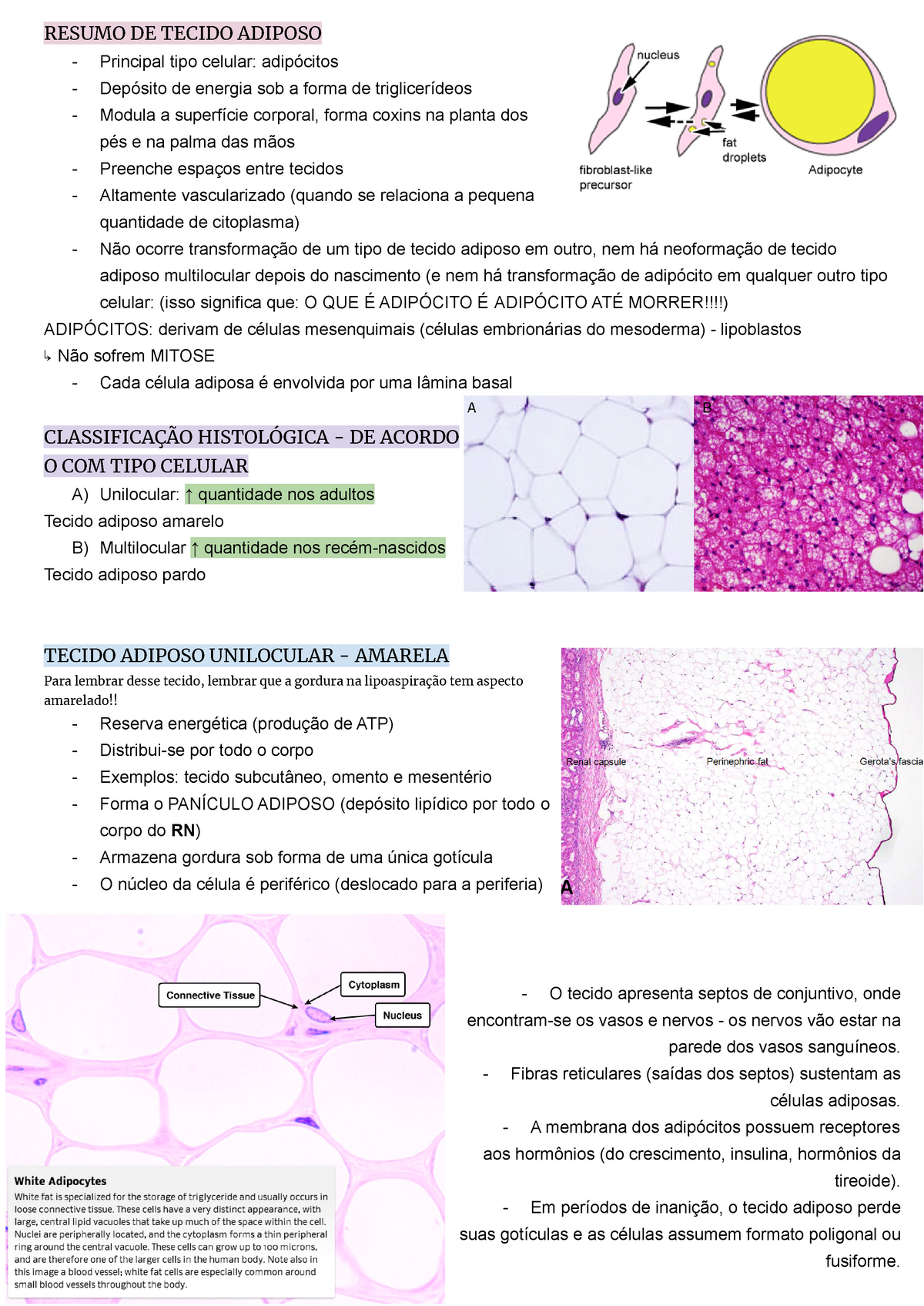 Resumo De Histologia Tecido Adiposo Resumo De Tecido Adiposo Principal Tipo Celular